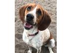 Adopt Jojo a White - with Red, Golden, Orange or Chestnut Beagle / Hound