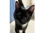 Adopt Vincent a Black & White or Tuxedo Domestic Shorthair / Mixed cat in