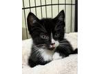 Adopt Viggo a Black & White or Tuxedo Domestic Shorthair / Mixed (short coat)