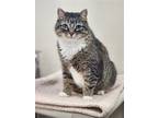 Adopt Monica a Brown Tabby Domestic Shorthair / Mixed (short coat) cat in