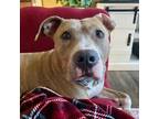 Adopt Vance a Tan/Yellow/Fawn Mixed Breed (Medium) / Mixed dog in Pittsburgh