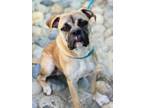 Adopt Bryson a Boxer / Mixed dog in Monterey, CA (39185239)