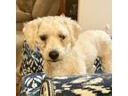 Adopt Jack a White - with Tan, Yellow or Fawn Poodle (Miniature) / Mixed dog in