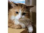 Adopt Byul a Orange or Red (Mostly) Domestic Shorthair / Mixed (short coat) cat