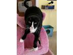 Adopt Lulu a Black & White or Tuxedo Domestic Shorthair / Mixed (short coat) cat