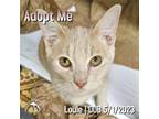 Adopt Louie a Tan or Fawn Tabby Domestic Shorthair / Mixed (short coat) cat in