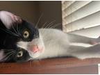 Adopt Katia a Domestic Shorthair / Mixed (short coat) cat in Phoenix