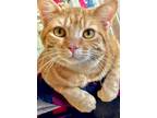 Adopt Oliver Twist a Orange or Red (Mostly) Domestic Shorthair / Mixed (short