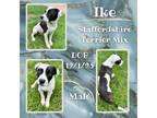 Adopt Ike a American Staffordshire Terrier