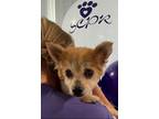 Adopt Fred And Ethel a Red/Golden/Orange/Chestnut Pomeranian / Mixed dog in