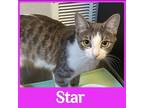 Adopt STAR a Gray or Blue (Mostly) Domestic Shorthair / Mixed (short coat) cat