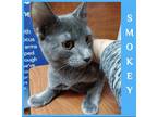 Adopt SMOKEY a Gray or Blue Russian Blue / Mixed (medium coat) cat in Lawton