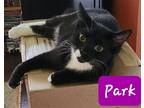Adopt Park a Black & White or Tuxedo Domestic Shorthair / Mixed (short coat) cat
