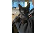 Adopt Kitten Presley a All Black Domestic Shorthair / Mixed (short coat) cat in