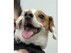 Adopt Shepard a White - with Brown or Chocolate Beagle / Terrier (Unknown Type