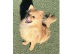Adopt Sienna a Red/Golden/Orange/Chestnut Pomeranian / Mixed dog in Irvine