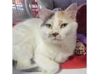 Adopt Pavarti a Calico or Dilute Calico Domestic Shorthair / Mixed cat in Salt