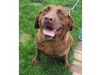 Adopt Happy Harley a Brown/Chocolate Labrador Retriever / Mixed dog in
