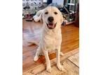 Adopt Kiowa a White Great Pyrenees dog in Longview, TX (38937776)