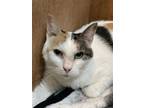 Adopt Ruby (23-489) a Calico or Dilute Calico Calico / Mixed cat in York County