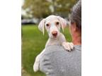 Adopt Dakota a White Treeing Walker Coonhound / Labrador Retriever dog in