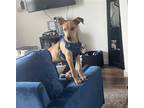 Adopt Dallas III (New Digs) a Tan/Yellow/Fawn German Shepherd Dog / Mixed dog in