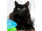 Adopt Odie a All Black Maine Coon / Mixed (long coat) cat in Los Angeles