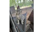 Adopt Casserole a Gray, Blue or Silver Tabby Domestic Shorthair (short coat) cat