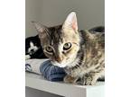 Adopt Barbara a Tiger Striped Domestic Shorthair (short coat) cat in Houston