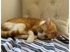 Adopt Bobby a Domestic Shorthair / Mixed cat in San Diego, CA (39187306)