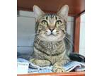 Adopt ELISE a Brown Tabby Domestic Shorthair / Mixed (short coat) cat in