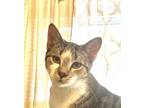 Adopt Elliot a Tortoiseshell Domestic Shorthair / Mixed (short coat) cat in