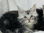 Maine Coon Kittens