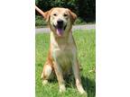 Adopt Gray 37619 a Tan/Yellow/Fawn - with White Labrador Retriever / Mixed dog
