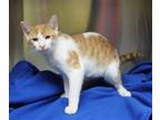 Adopt 95.1 The Fox 38079 a Orange or Red (Mostly) Domestic Shorthair / Mixed