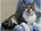 Adopt Tiger - 28559 a Brown Tabby Domestic Shorthair / Mixed (short coat) cat in