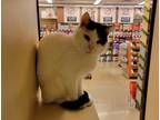 Adopt AVALANCHE a White (Mostly) Domestic Shorthair / Mixed (short coat) cat in