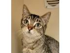 Adopt Suki a Domestic Shorthair / Mixed cat in Silverdale, WA (39030192)