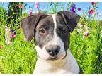 Adopt Bubbles a Black - with White Staffordshire Bull Terrier / Pit Bull Terrier