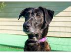 Adopt Luna a Black Labrador Retriever / Shepherd (Unknown Type) / Mixed dog in