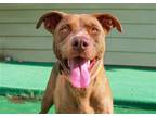 Adopt Penny a Red/Golden/Orange/Chestnut Pit Bull Terrier / Labrador Retriever /