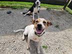 Adopt Skylie a Cattle Dog / Jack Russell Terrier / Mixed dog in Marble Falls
