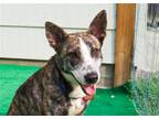 Adopt Astra a Brindle Dutch Shepherd / Whippet / Mixed dog in Marble Falls