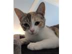 Adopt Twinkle a Calico or Dilute Calico Domestic Shorthair / Mixed cat in