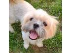 Adopt Elfie a Shih Tzu, Mixed Breed