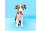 Adopt RED a Brindle - with White Terrier (Unknown Type, Medium) / Mixed dog in