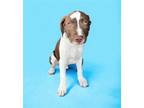 Adopt ROCK a Terrier (Unknown Type, Medium) / Mixed dog in Rockville