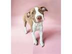 Adopt LAVENDER a Terrier (Unknown Type, Medium) / Mixed dog in Rockville