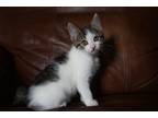 Adopt Wanda a Brown Tabby Domestic Shorthair / Mixed (short coat) cat in Devon