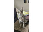 Adopt Mannie a Gray, Blue or Silver Tabby Domestic Shorthair / Mixed (short